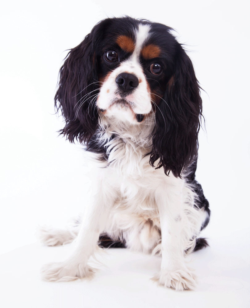 Cavalier King Charles Spaniel Breeders Australia