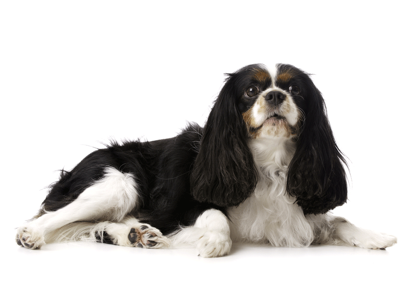 Cavalier King Charles Spaniel Breeders Australia | Cavalier King