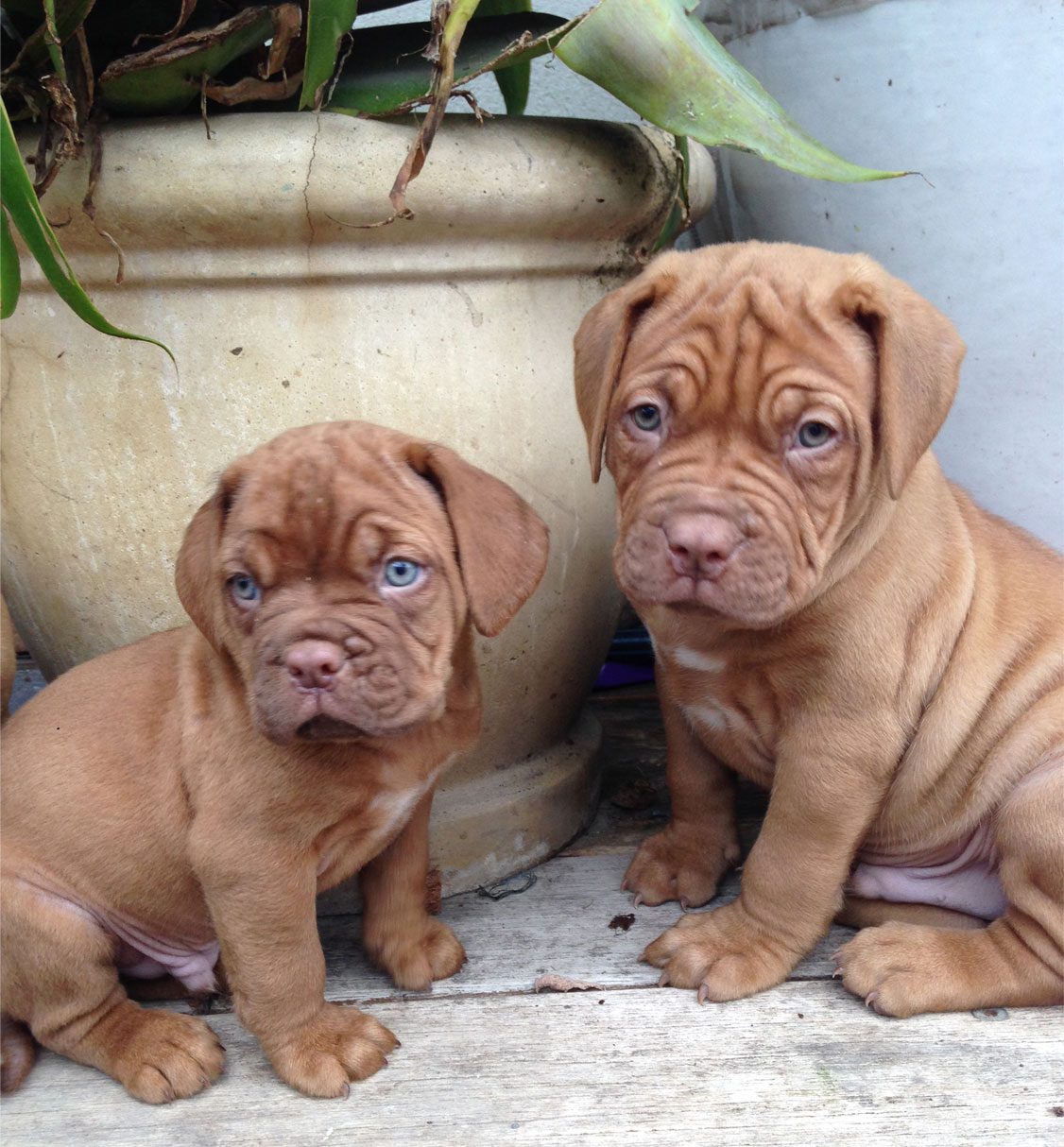 Dogue de Bordeaux Breeders Australia Dogue de Bordeaux Info & puppies