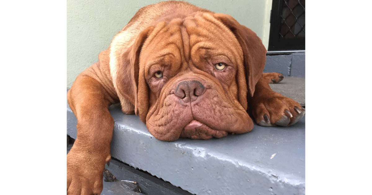 Dogue de Bordeaux Breeders Australia Dogue de Bordeaux Info & puppies