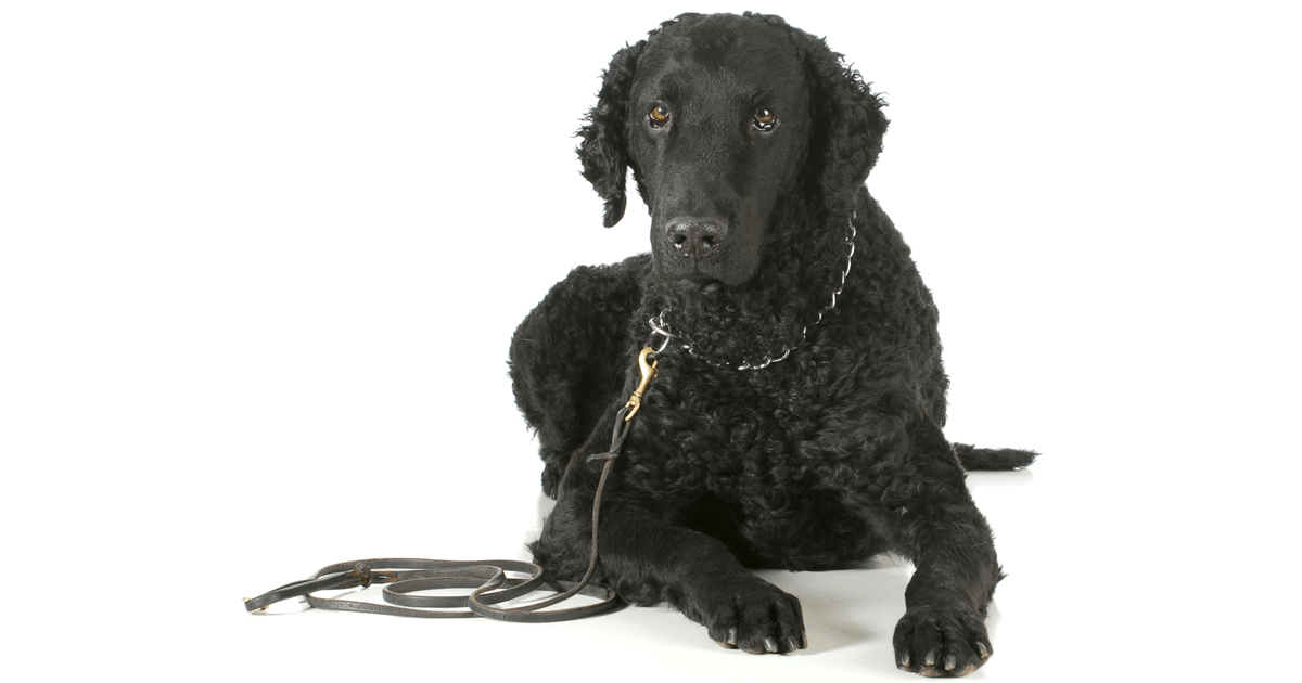 Curly Coated Retriever Breeders Australia Curly Coated Retriever Info