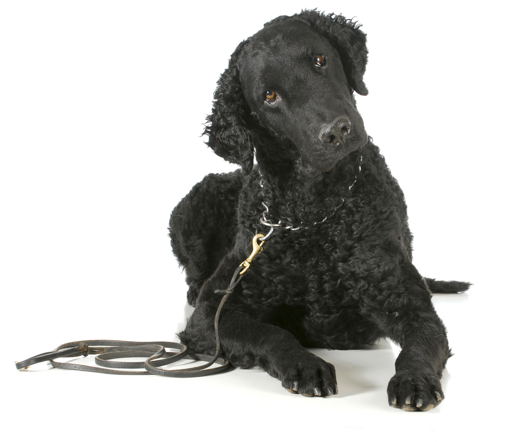 Curly Coated Retriever Breeders Australia Curly Coated Retriever Info