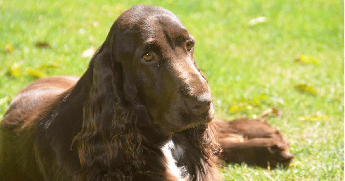 Field Spaniel Breeders Australia Field Spaniel Info & puppies