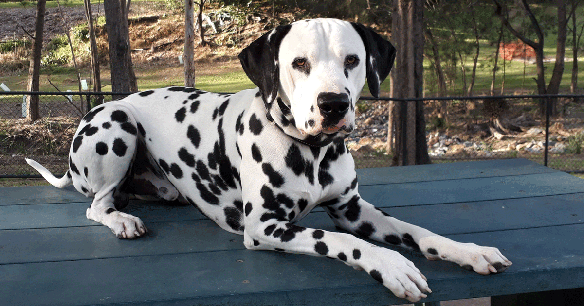 Dalmatian Breeders Australia Dalmatian Info & puppies