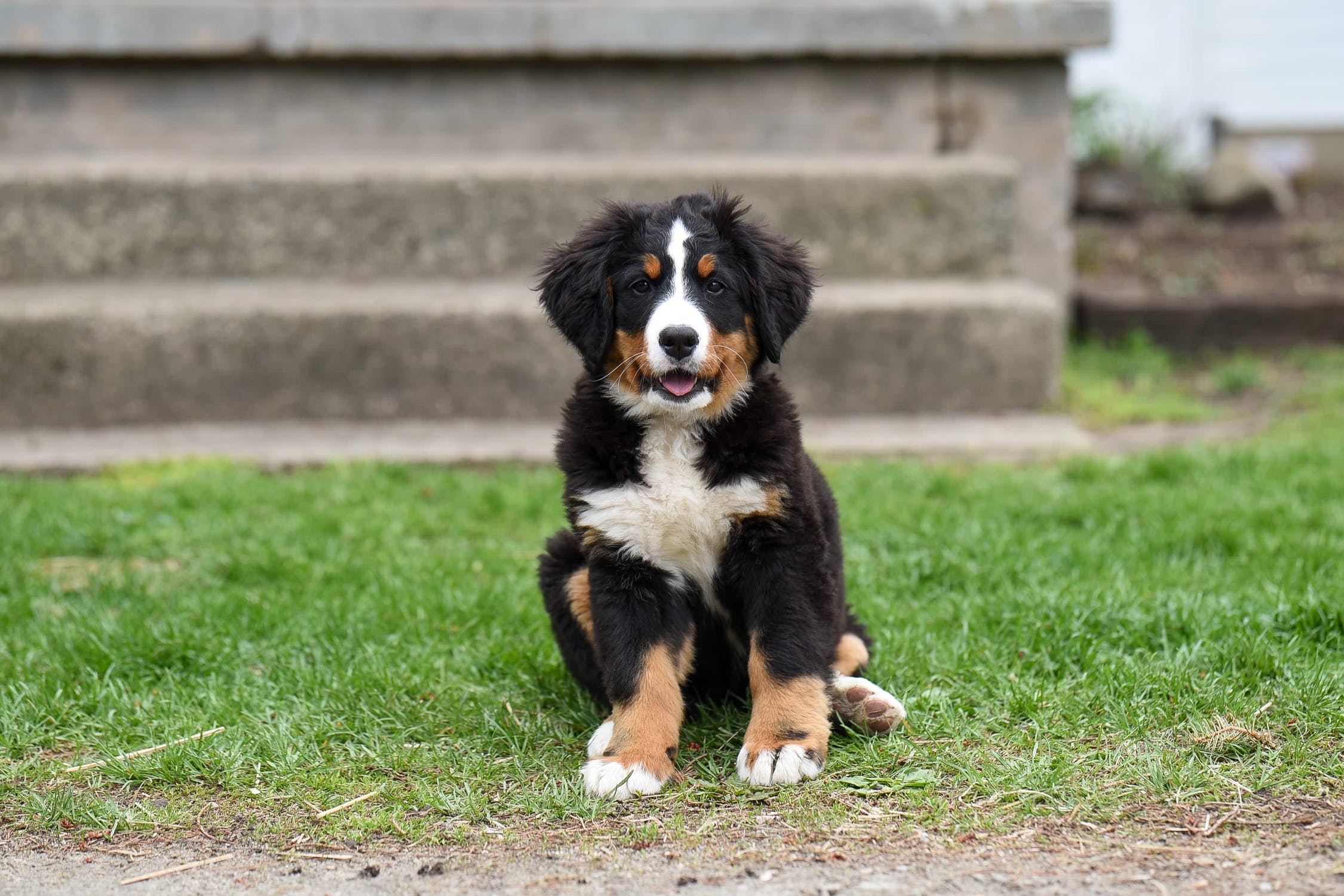 Bernese Mountain Dog Breeders Australia Bernese Mountain Dog Info & puppies