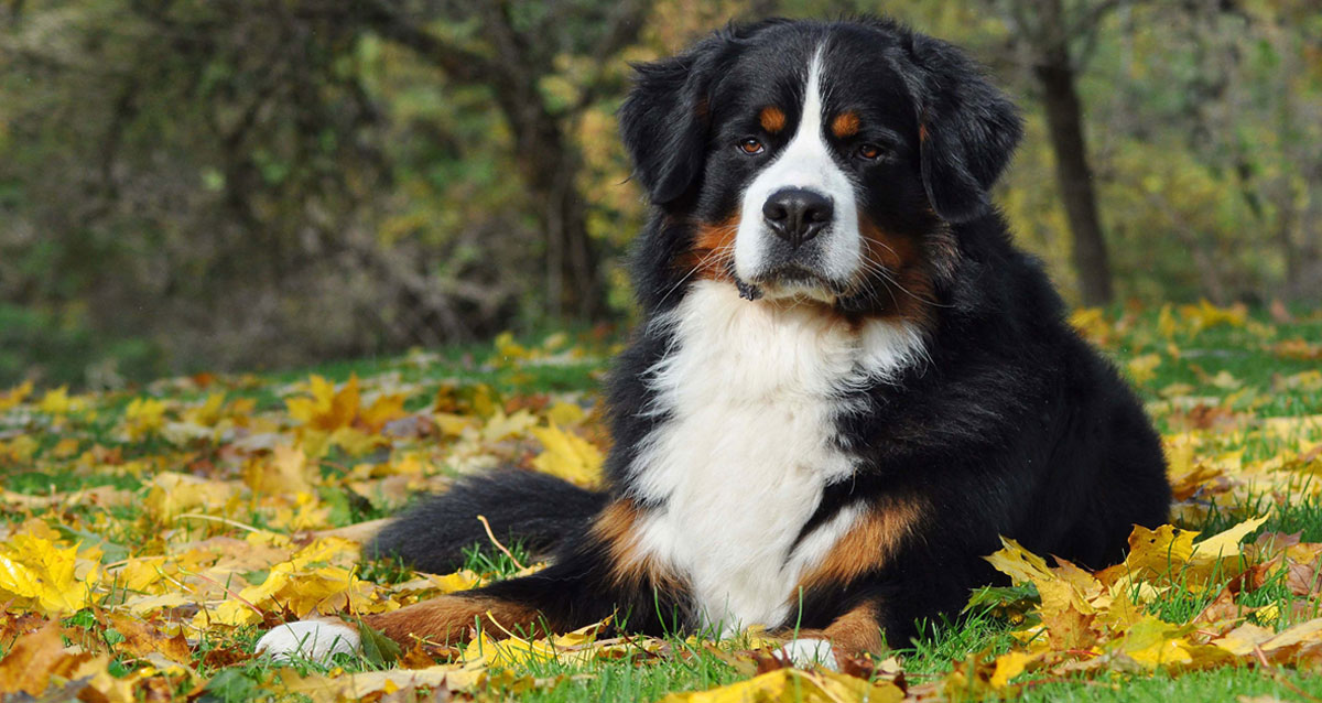 Bernese Mountain Dog Breeders Australia Bernese Mountain Dog Info