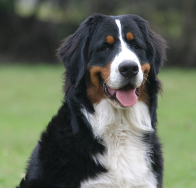 Bernese Mountain Dog Breeders Australia Bernese Mountain Dog Info