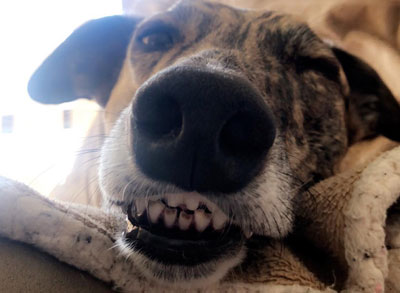 Smiling Roxy Greyhound