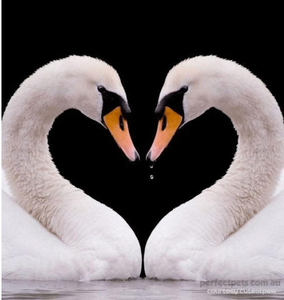 animals in love - swans