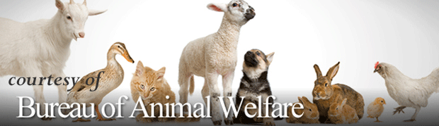 Bureau of Animal Welfare - Amphibians