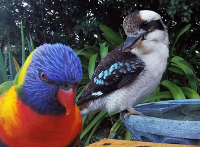 Kookaburra and Rainbow Lorikeet drinking