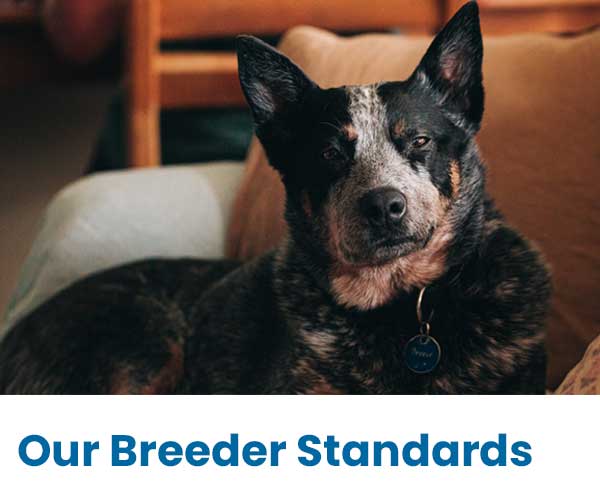 How to find a responsible breeder - tips and guidelines How to find a reputable breeder - tips and guidelines