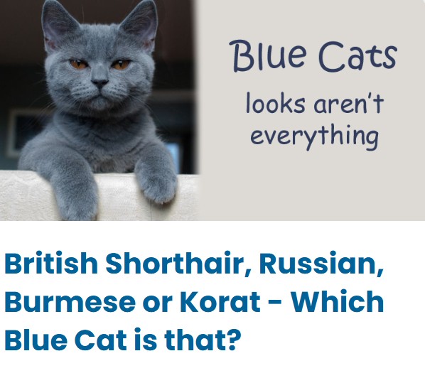 Blue Cats - British Shorthair, Russian, Burmese or Korat? Blue Cats - British Shorthair, Russian, Burmese or Korat?
