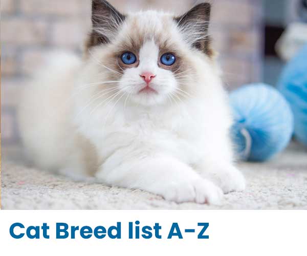 Cat Breed List A-Z & Breed Information Cat Breed List A-Z & Breed Information