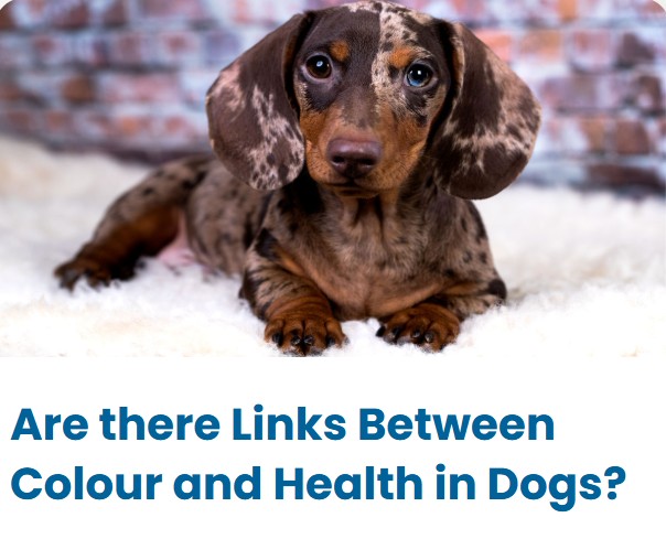 Double Dapple Dachshund Puppy - Colour and health in dogs Double Dapple Dachshund Puppy - Colour and health in dogs