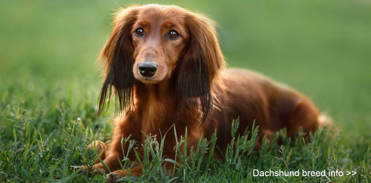 Dachshund breed information & Dachshund Breeders Dachshund breed information & Dachshund Breeders