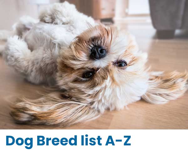 Dog Breed List A-Z, Breed Information, ANKC Breeder list Dog Breed List A-Z, Breed Information, ANKC Breeder list