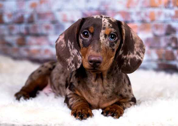 Double Dapple Dachshund Puppy - Colours and health in dogs