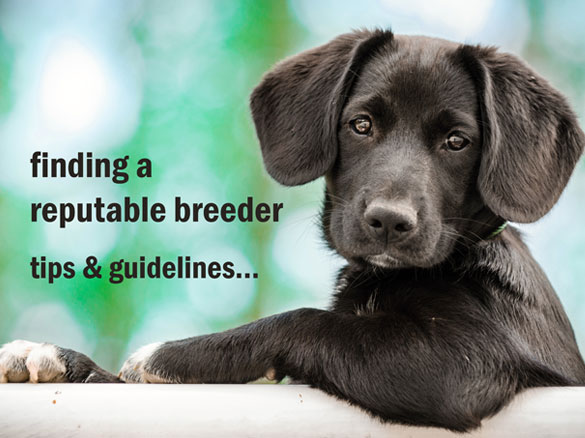 Finding a reputable breeder - tips & guidelines