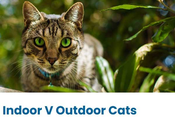 Indoor Vs Outdoor Cats Indoor Vs Outdoor Cats