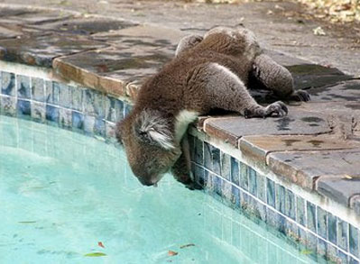 koala-drinking-from-pool