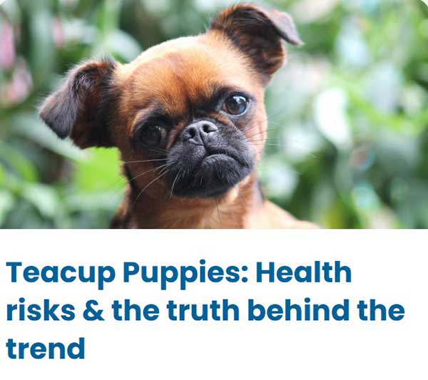 Teacup Puppies - the truth behind the trend Teacup Puppies - The truth behind the trend