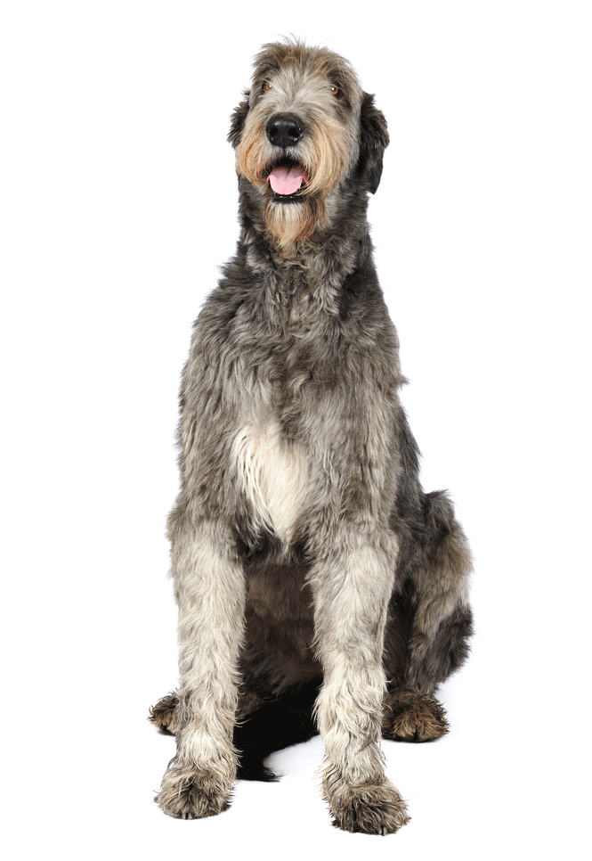 Irish Wolfhound Breeders Australia Irish Wolfhound Info & puppies