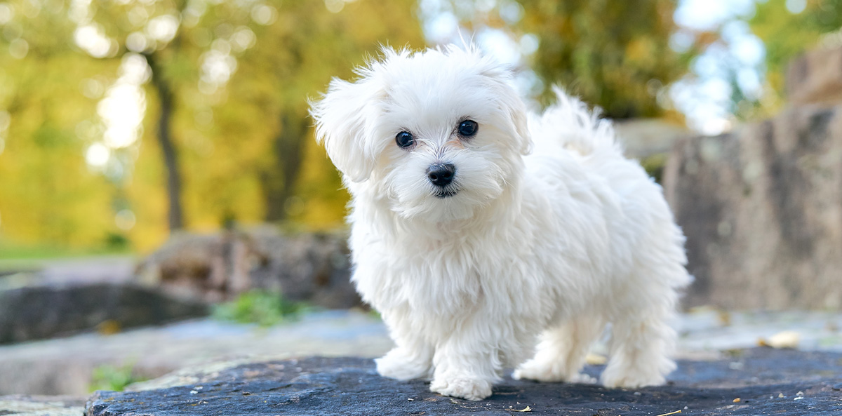 Maltese breed guide Perfect Pets Maltese breed guide Perfect Pets