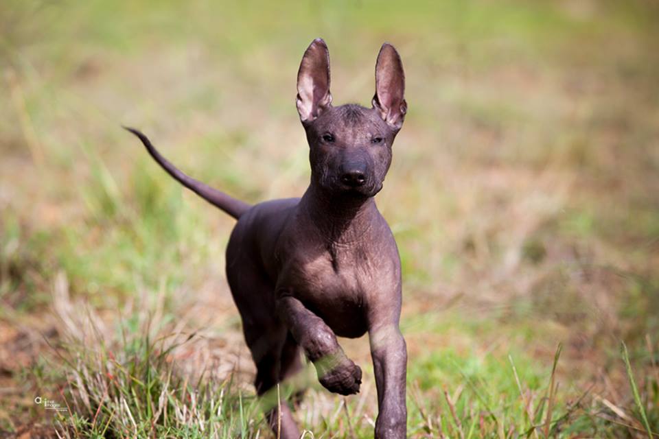 How Much Do Mexican Hairless Dogs Cost